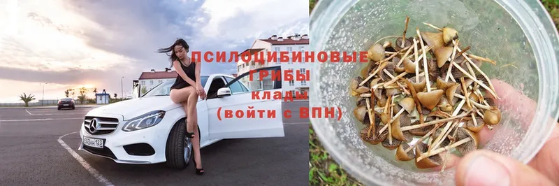 купить  цена  Арсеньев  Галлюциногенные грибы Psilocybe 